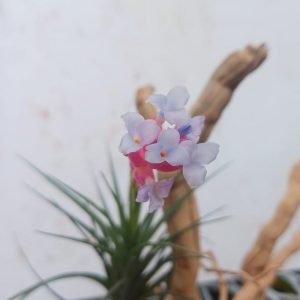 Tillandsia aeranthos x tenuifolia