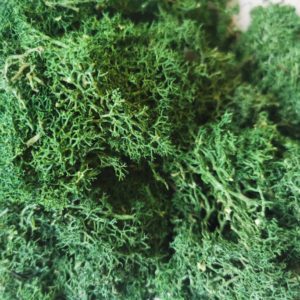Reindeer Moss