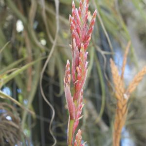 Tillandsia divaricata x latifolia Enano