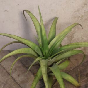 Tillandsia flexuosa