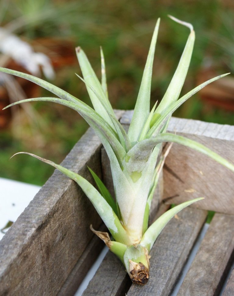 Tillandsia Flexuosa