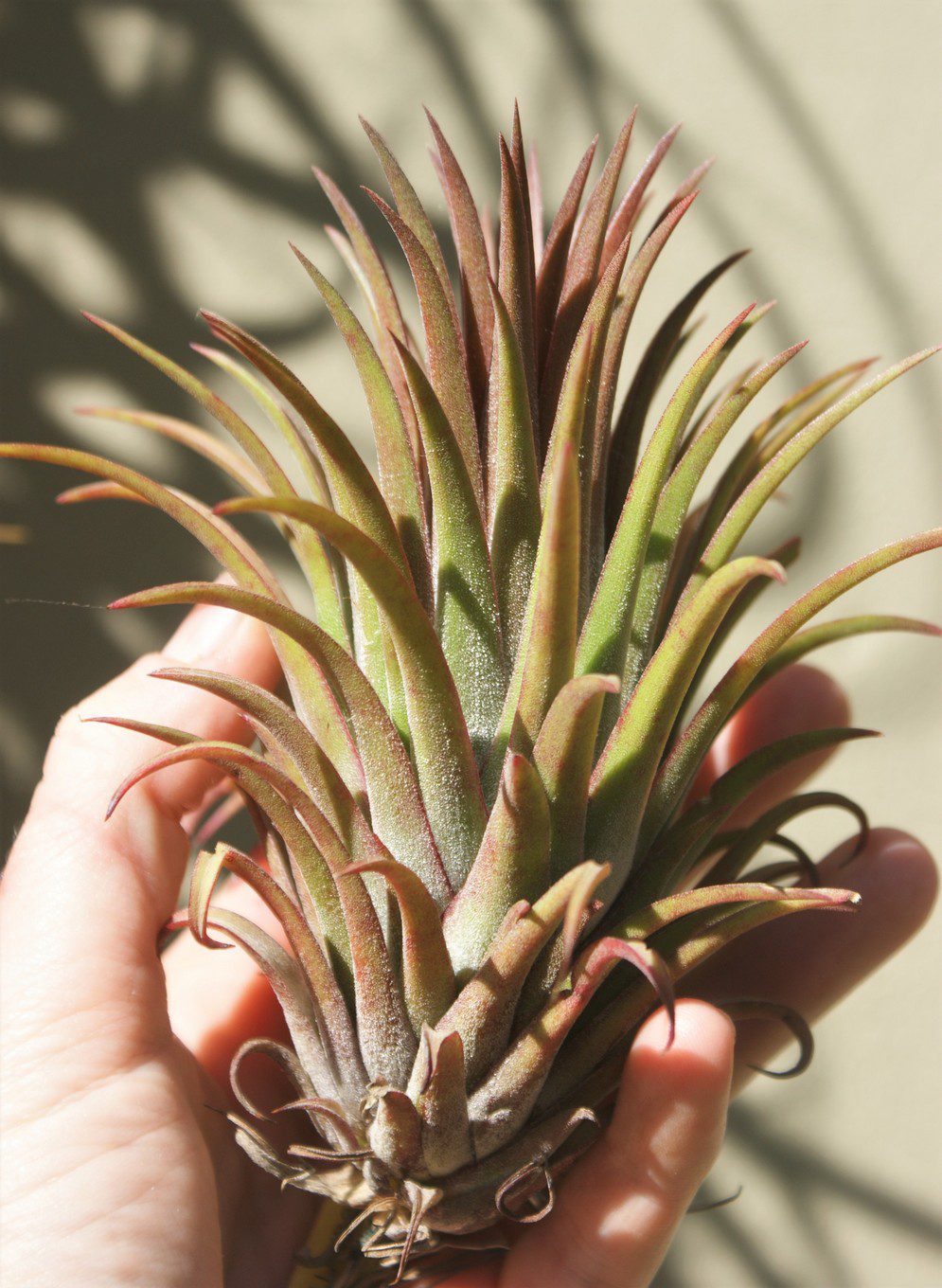Tillandsia ionantha Big Boy - Image 2
