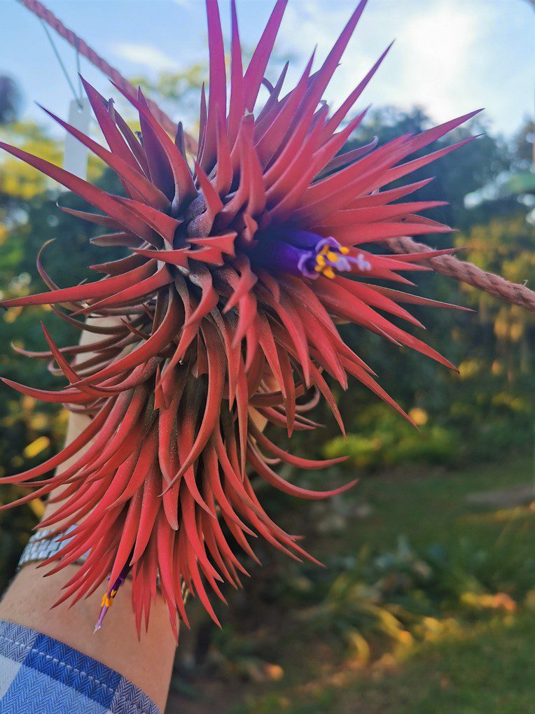 Tillandsia ionantha Big Boy