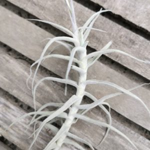 Tillandsia paleaceae Clumping