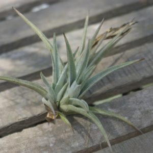 Tillandsia markusii
