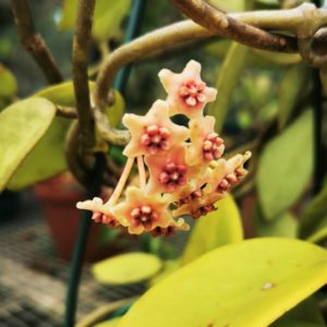 Hoya diversifolia