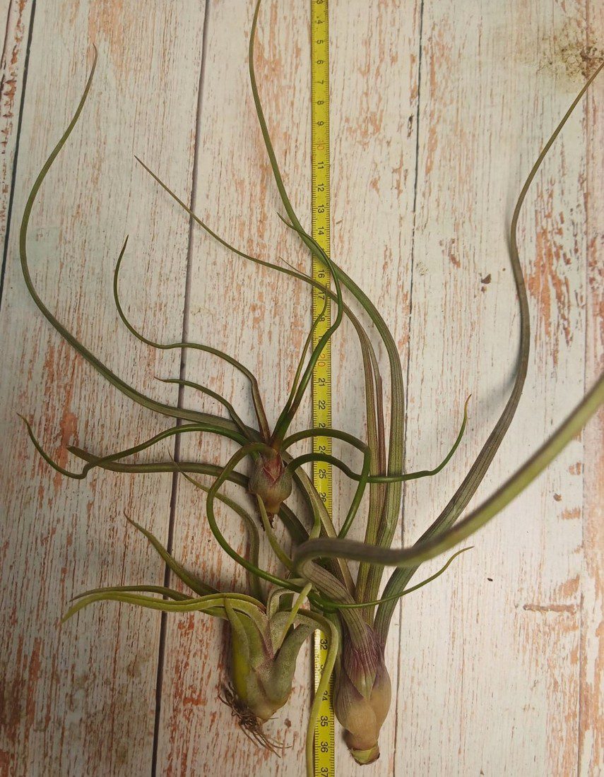 Combo 4: Bulbous - Image 2