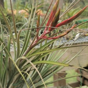 Tillandsia variabilis