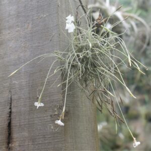 Tillandsia mallemontii White Flower