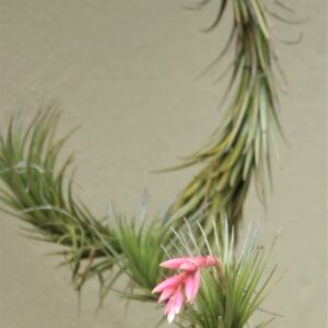 Tillandsia araujei