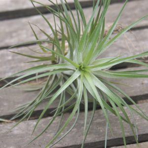 Tillandsia araujei x stricta
