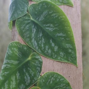 Monstera dubia