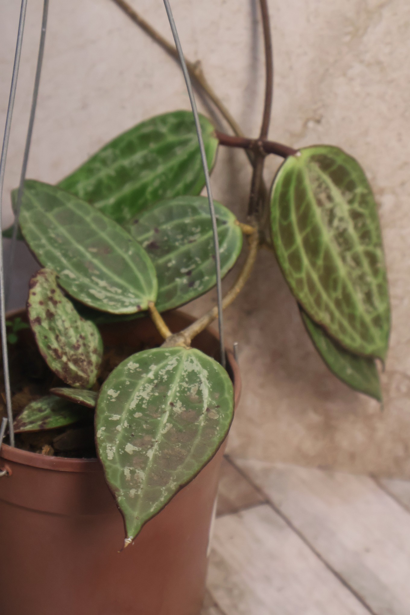 Hoya macrophylla- variegated