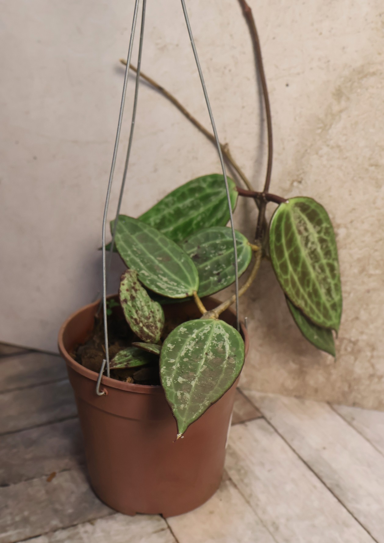 Hoya macrophylla- variegated - Image 4