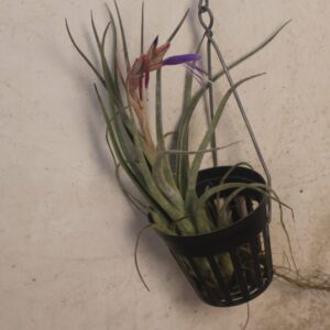 Tillandsia Queen's Tears