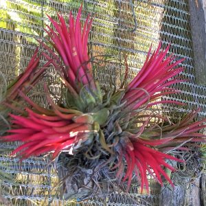 Tillandsia ionantha Fuego