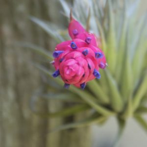 Tillandsia stricta Hard Leaf