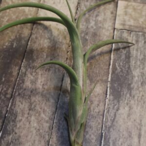 Tillandsia intermedia