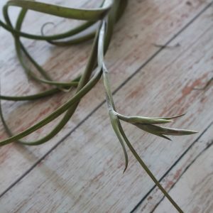 Tillandsia intermedia in bud