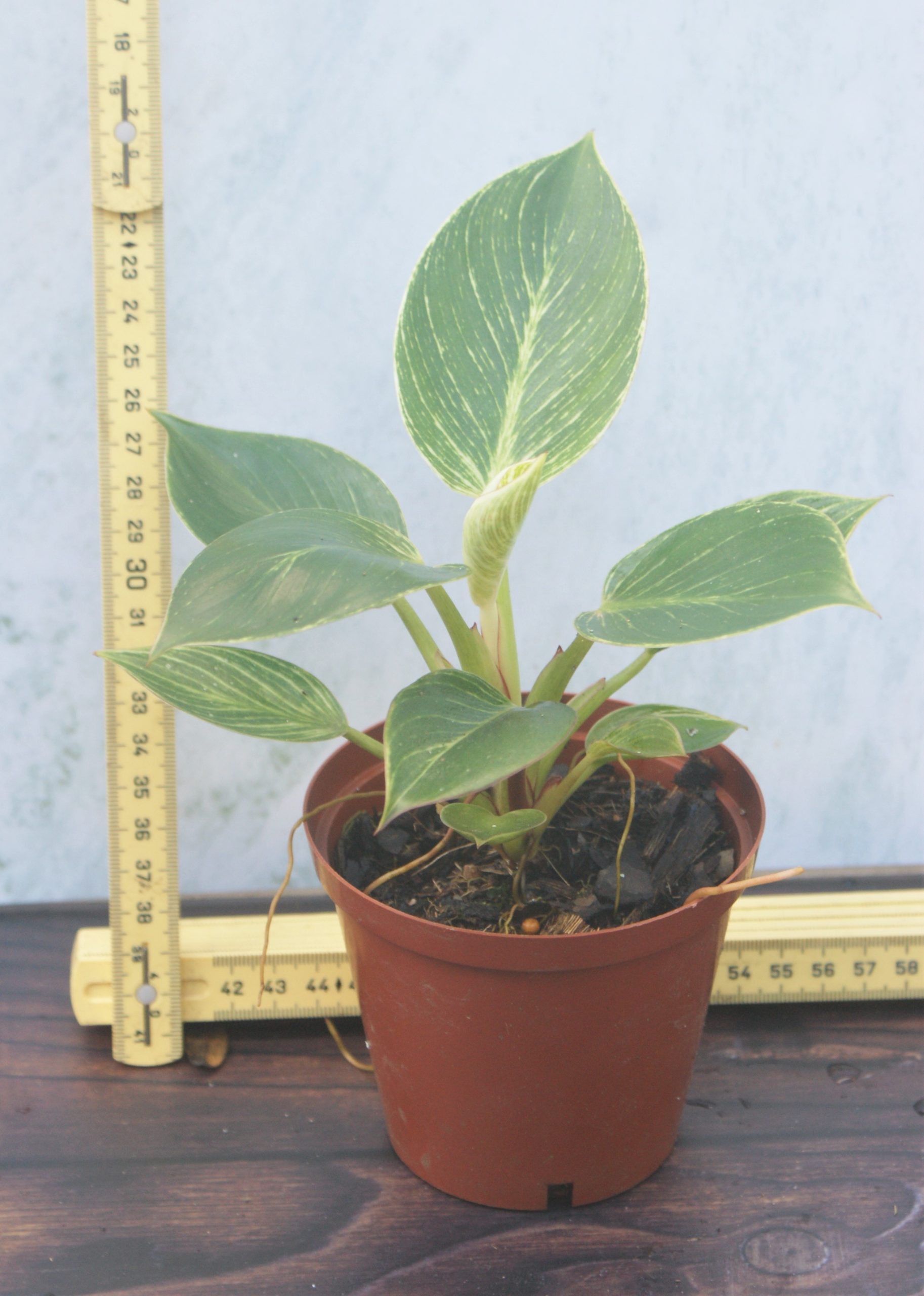 Philodendron Birkin