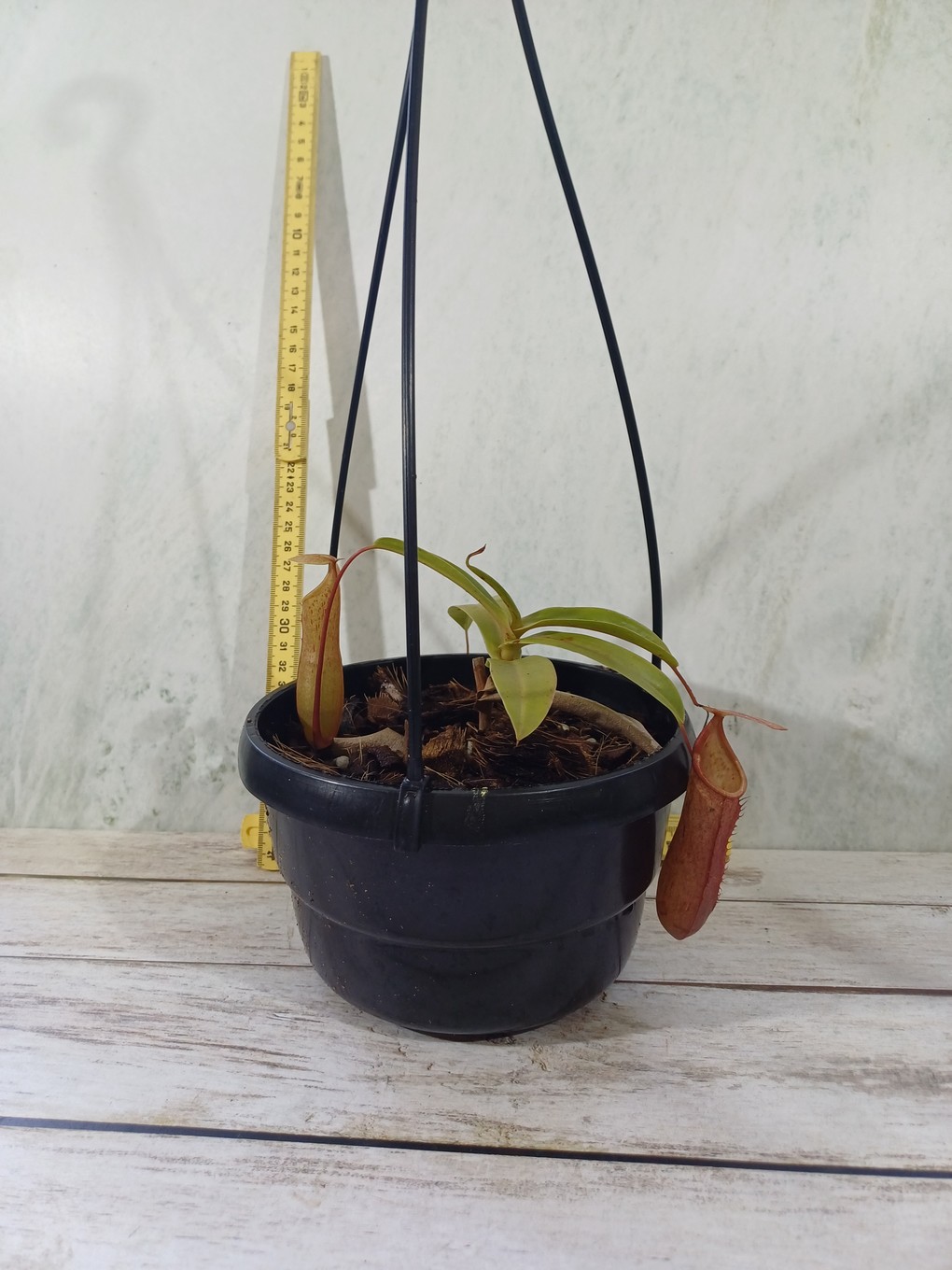 Nepenthes Linda