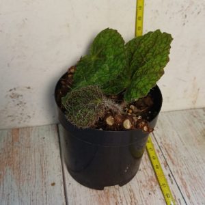 Begonia sizemorae