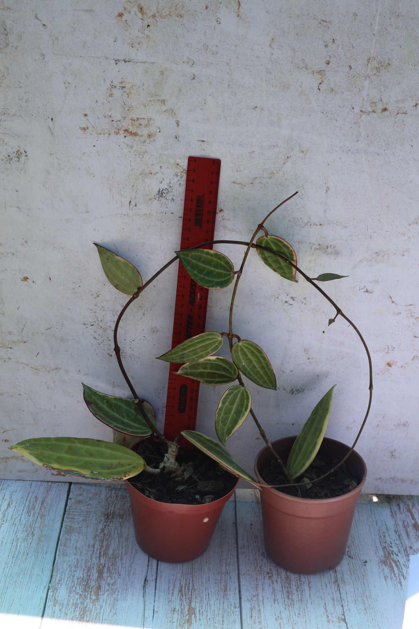 Hoya macrophylla- variegated - Image 5