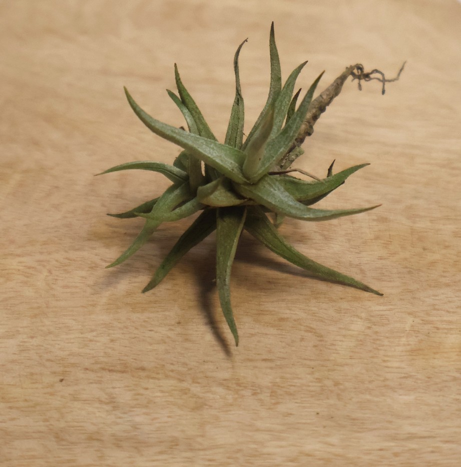 Tillandsia rectangula