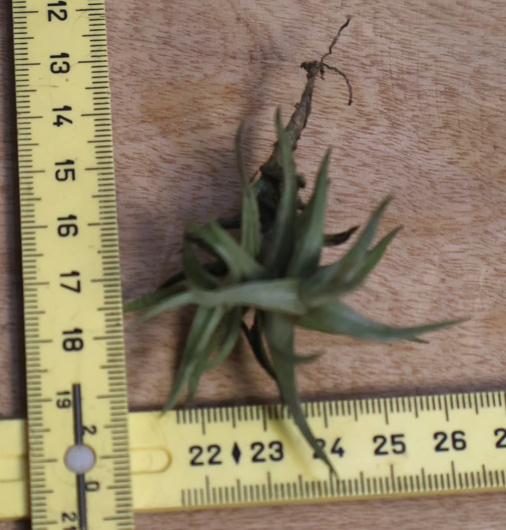 Tillandsia rectangula - Image 3