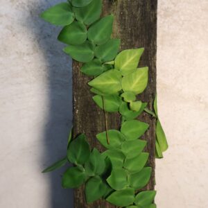 Raphidophora korthalsi on plank