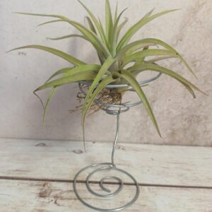 Wire spring containers