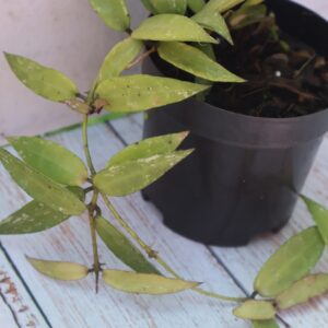 Hoya lacunosa "Long Leaves'