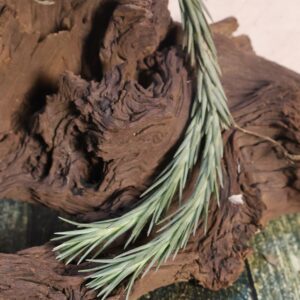 Tillandsia araujei var minima