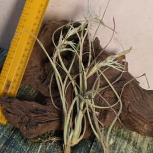 Tillandsia baileyi Halley's Comet with pups