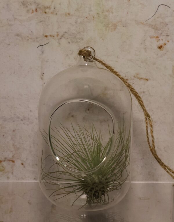 Glass Container Invert Barrel Barrel Shaped Glass Containers with plant - Rare & Air