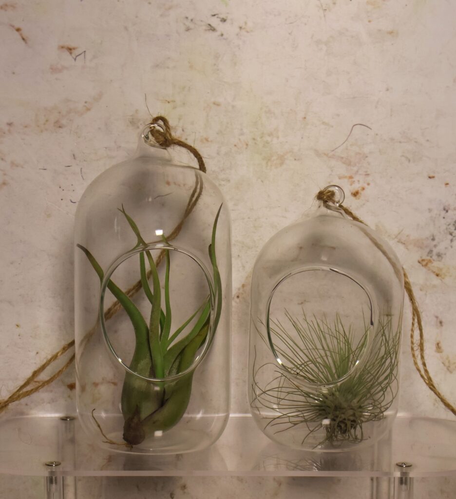 Shape Glass Containers Barrel Shaped Glass Containers with plant - Rare & Air