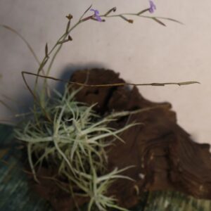 Tillandsia caerulea clump in flower