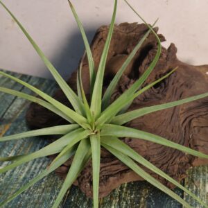Tillandsia concolor