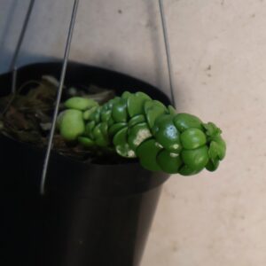 Dischidia nummularia 'Ideaminubu'