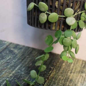 Dischidia nummularia