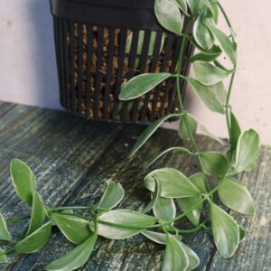 Dischidia oiantha varigated