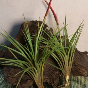 Tillandsia dura Giant in bud