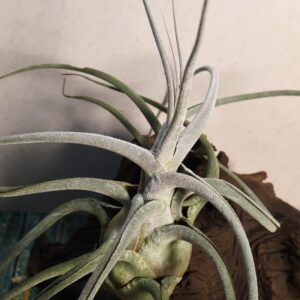 Tillandsia ehlersiana Giant form