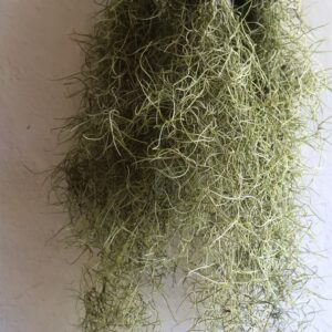 Hanging airplant pot with T usneoides