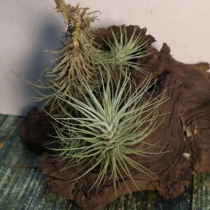 Tillandsia heteromorpha