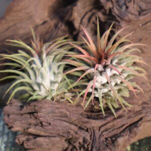 Tillandsia ionantha var stricta