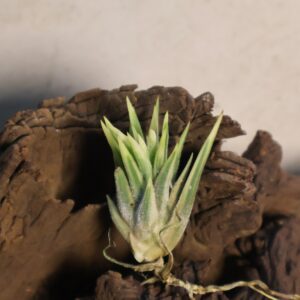 Tillandsia ionantha varigated