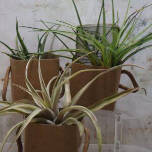 Giftbag with airplant