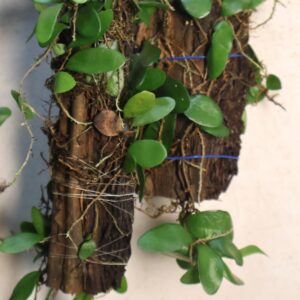 Pyrrosia piselloides