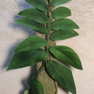 Raphidophora hongkongensis